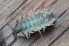 Armadillidium vulgare
